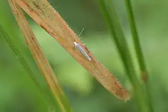 Batrachedra psithyra