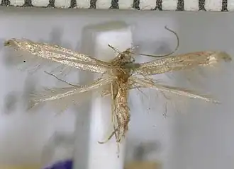 Batrachedra tristicta