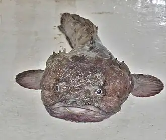 Batrachoides pacifici