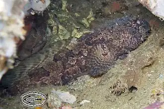 Batrachomoeus trispinosus