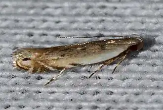 Battaristis nigratomella