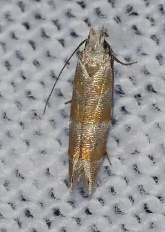 Battaristis vittella