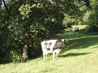 Koeien op het terreplein van de batterij