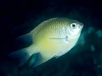 Amblyglyphidodon batunai