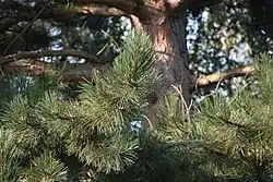Zwarte den (Pinus nigra)
