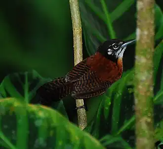 Kastanjewinterkoning