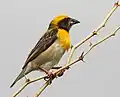 Bayawever (Ploceus philippinus)