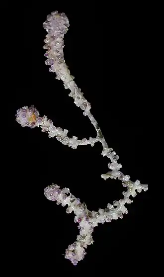 Bayergorgia vermidoma