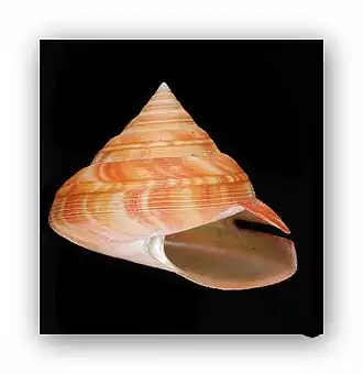 Bayerotrochus africanus