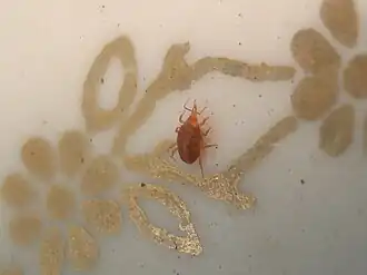 Bdelloidea (superfamilie)