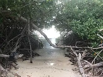 Mangrove aan de kust van Mangel Halto