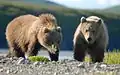 Twee jonge bruine beren in Alaska.