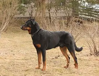 Beauceron