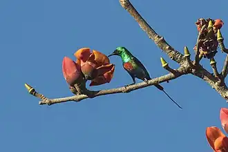 Groenbuikfeeënhoningzuiger