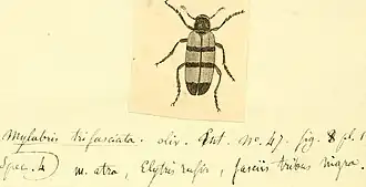 Mylabris trifasciata