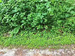 De associatie van waterpeper en tandzaad in contact met de associatie van look-zonder-look en dolle kervel