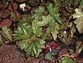 Begonia aconitifolia