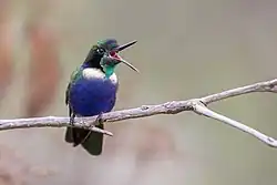De blauwbuikvizierkolibrie in het park van Serra do Cipó