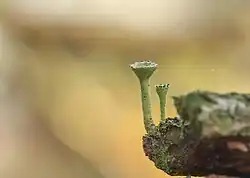 Kopjesbekermos met bekervormige podetiën