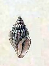 Bela decussata