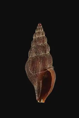 Bela fuscata