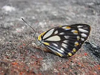 Belenois java