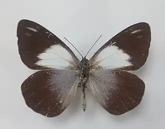 Belenois raffrayi