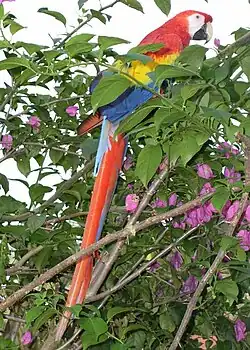 Geelvleugelara in het wild in Belize