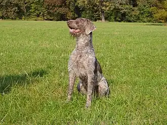 Slovenský hrubosrstý stavač