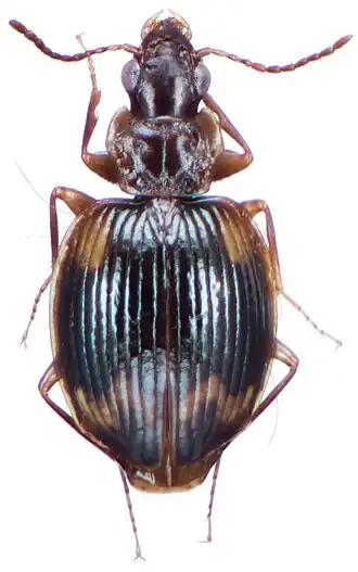 Dolichoctis kuzugamii