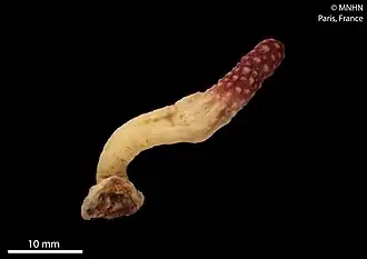 Bellonella conspicua