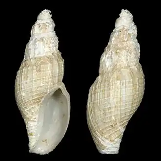 Belomitra climacella