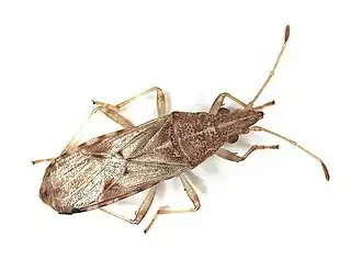 Belonochilus numenius