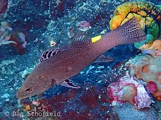 Belonoperca chabanaudi