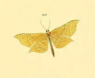 Belonoptera phyllula