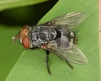 Belvosia unifasciata