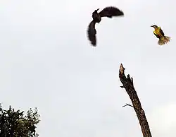 Een grote kiskadie verjaagt een havik