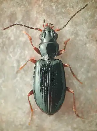 Bembidarenas setiventre