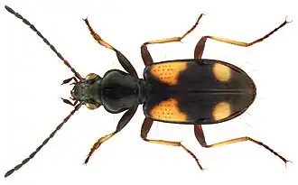 Gladde viervlekpriemkever