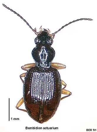 Bembidion actuarium