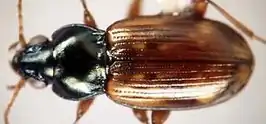 Bembidion aeneicolle