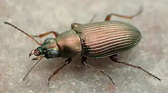 Bembidion aenulum