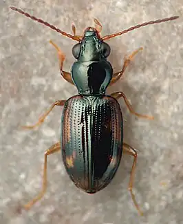 Bembidion affine