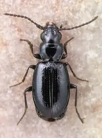 Bembidion anthracinum