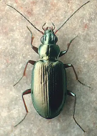 Bembidion antiquum