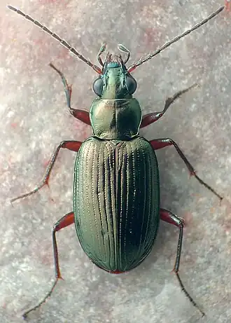 Bembidion arenobile