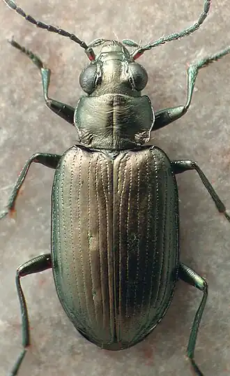 Bembidion balli
