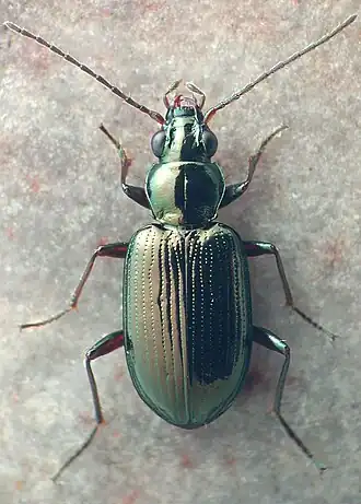 Bembidion bellorum