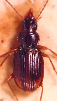 Bembidion blackburni