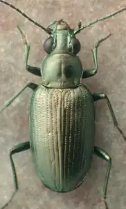 Bembidion bowditchii